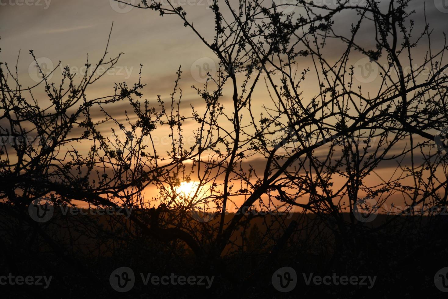 Black branches and leaves of mountain ash on the background of the sunset sky photo