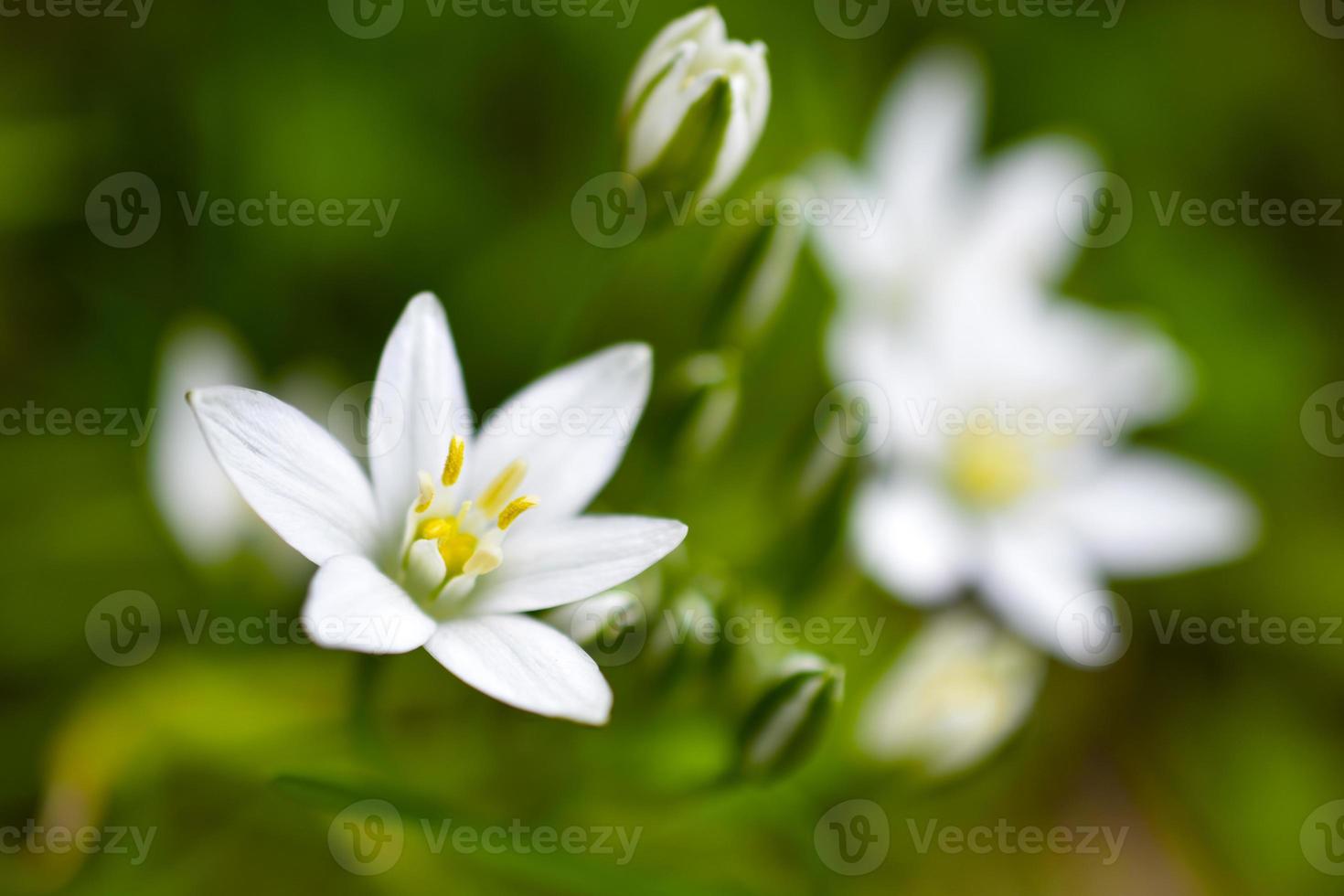 Ornithogalum is a genus of perennial bulbous herbaceous plants of the hyacinth subfamily hyacinthaceae of the asparagus family asparagaceae photo