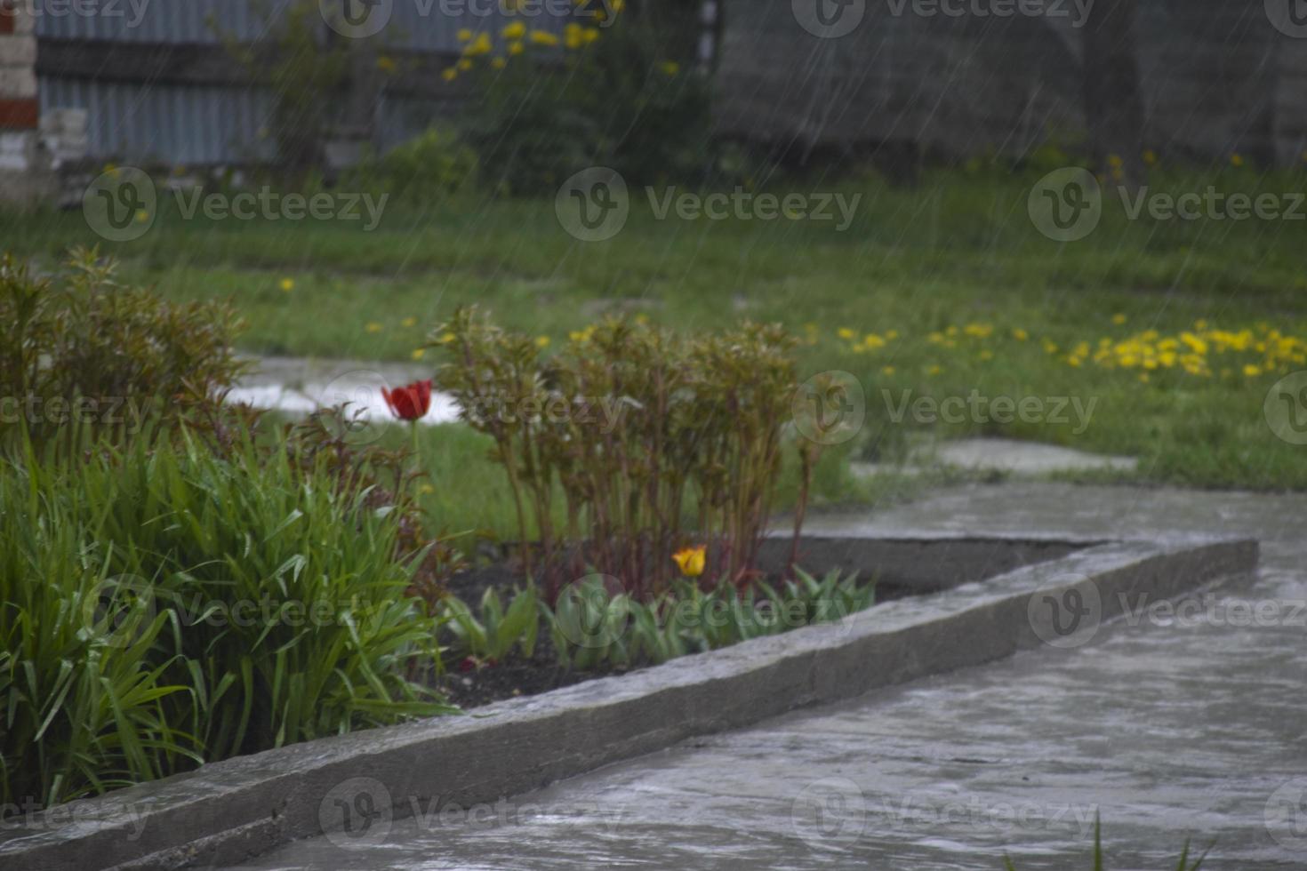 Drops of spring rain in a green garden photo