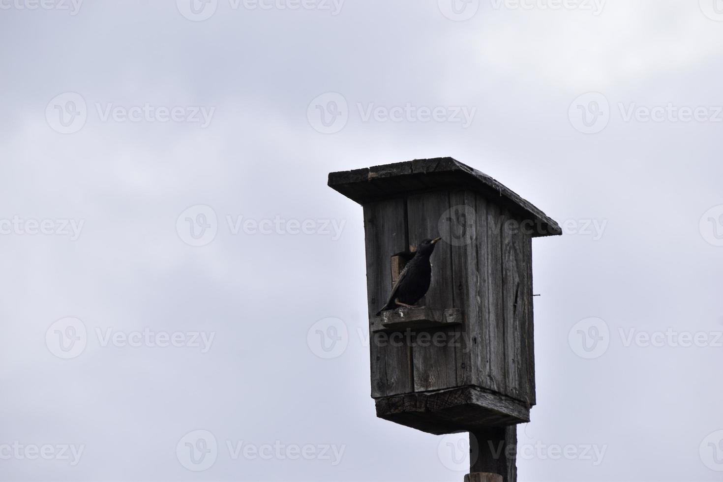 Birdhouse on the background of a wooden birdhouse photo