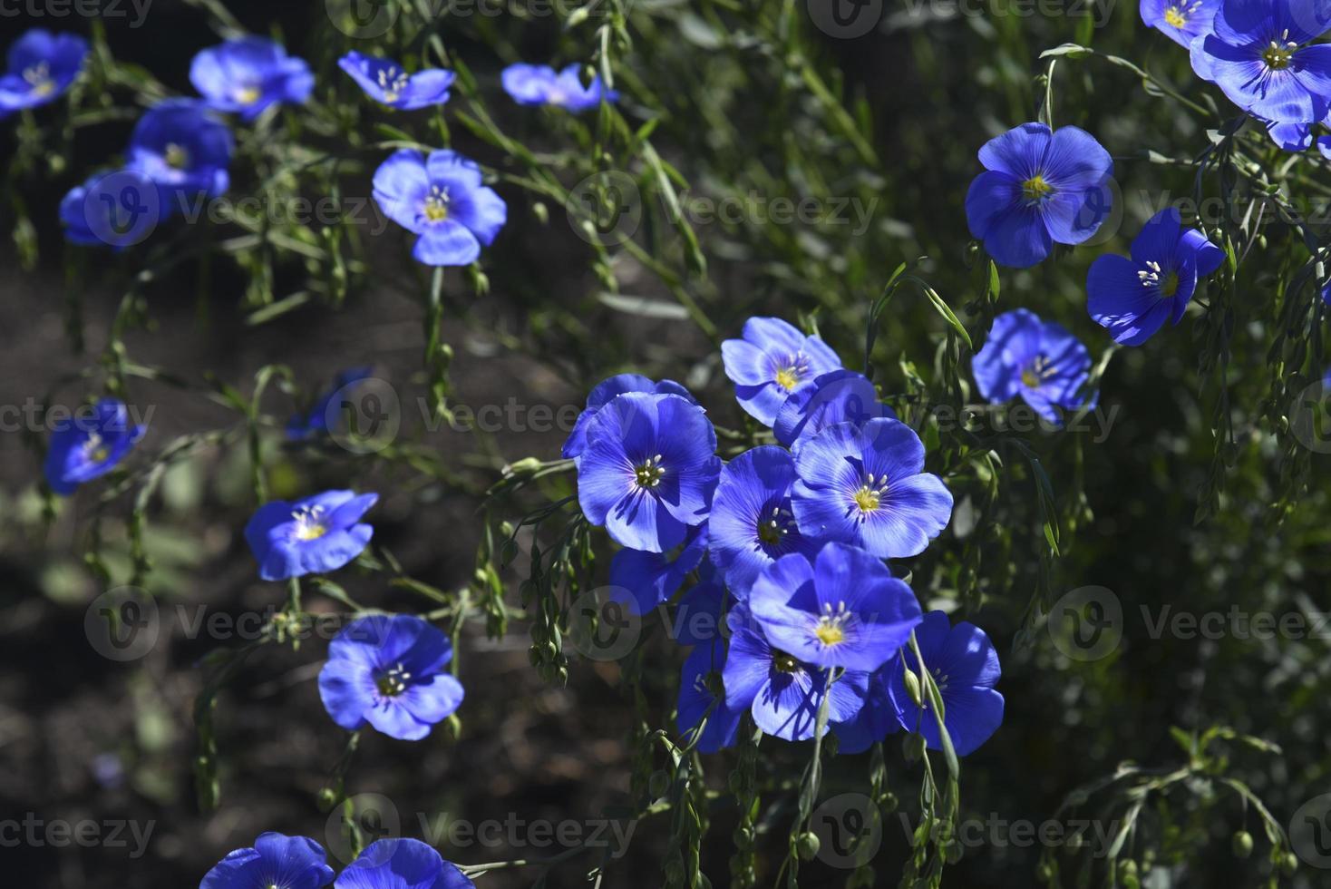 Blue flowers of flax field Flax Linum of the Flax family Linaceae photo