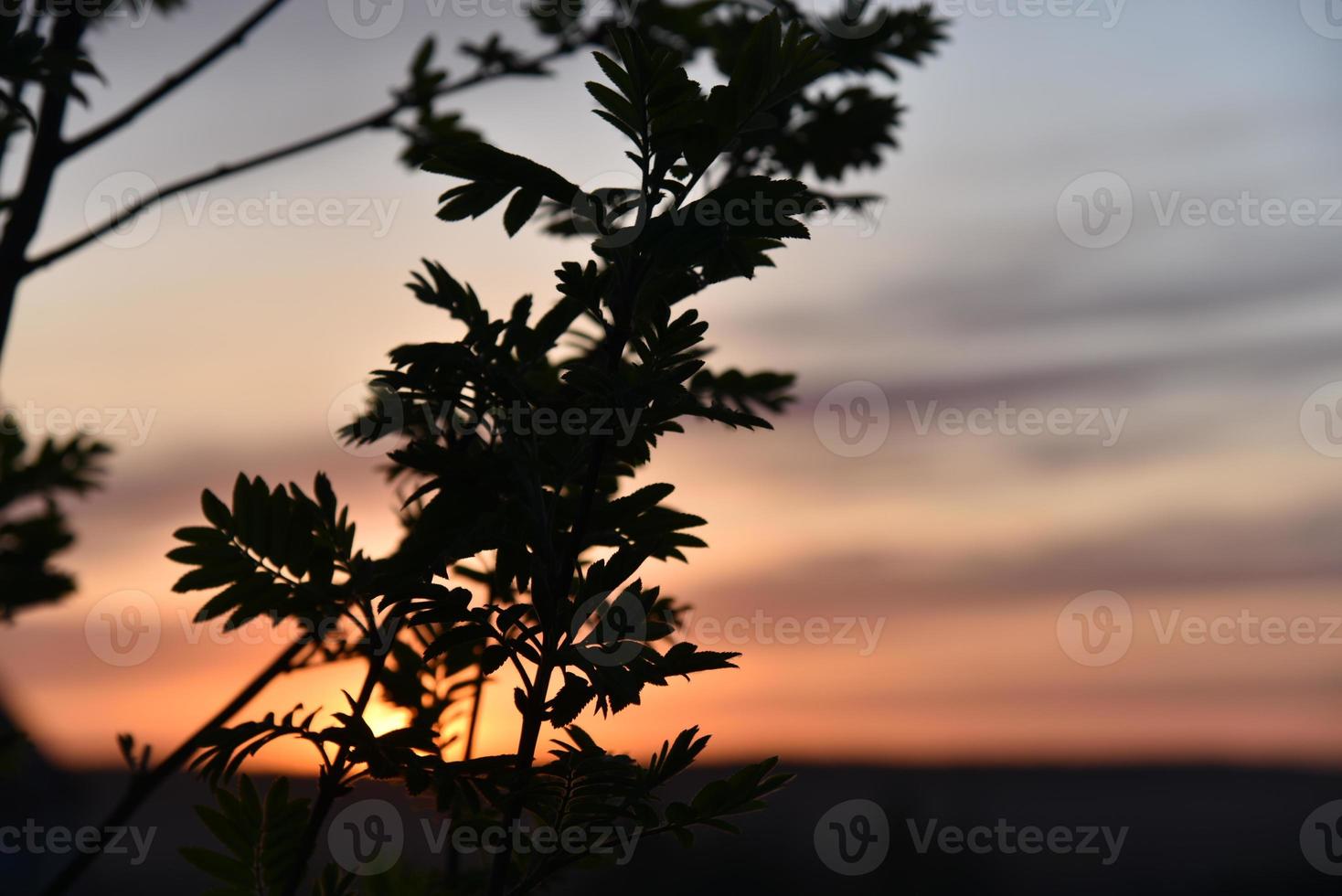 Black branches and leaves of mountain ash on the background of the sunset sky photo