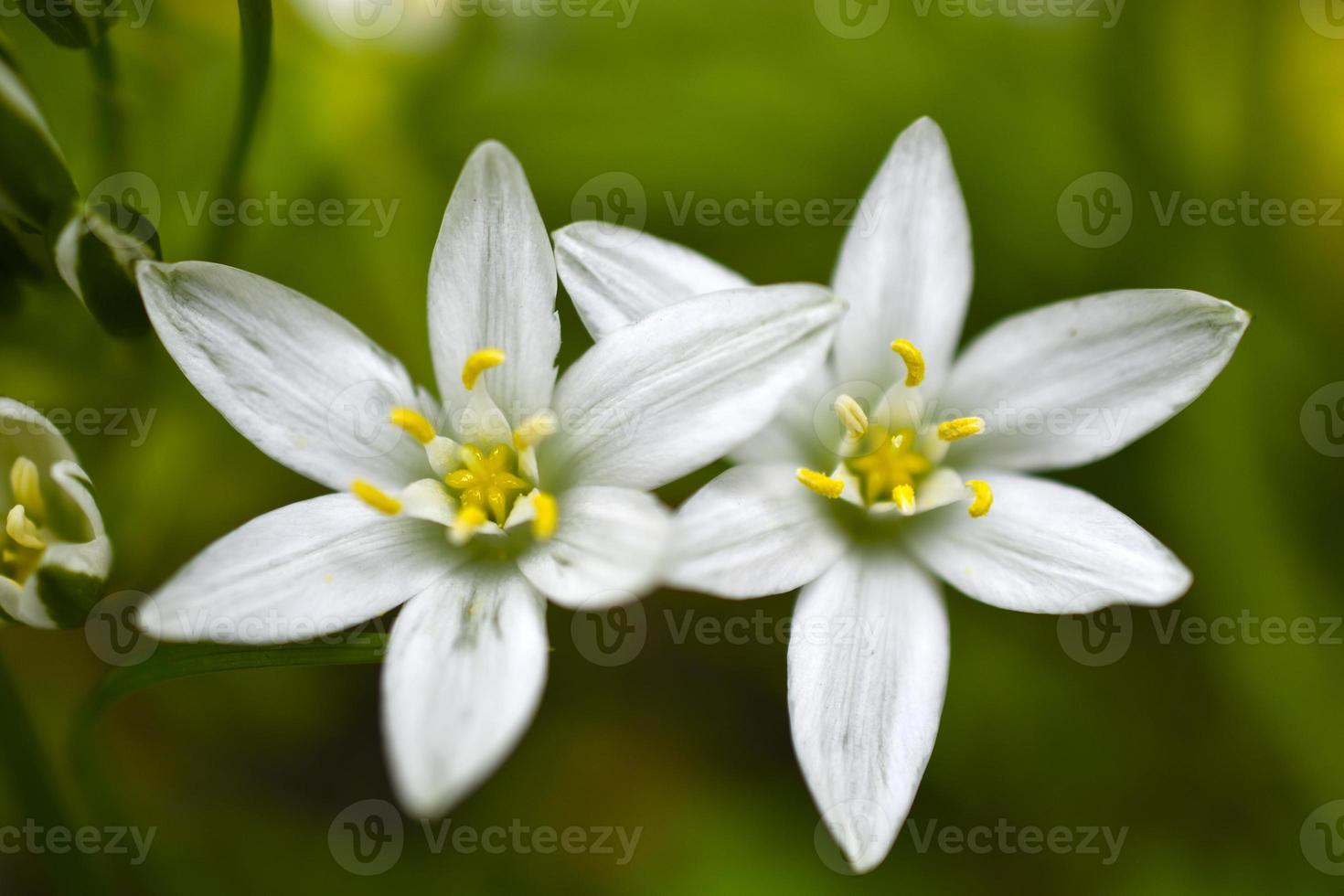 Ornithogalum is a genus of perennial bulbous herbaceous plants of the hyacinth subfamily hyacinthaceae of the asparagus family asparagaceae photo