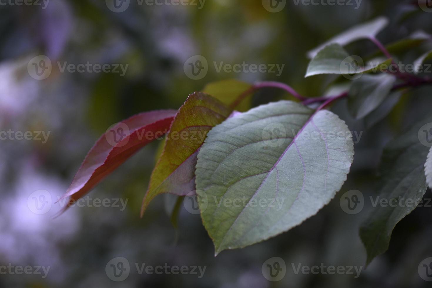 Red-green apple leaves in the evening close-up photo