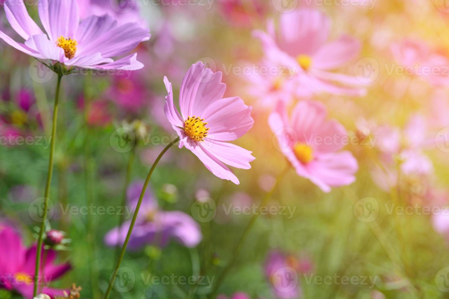 flores rosadas del cosmos que florecen en el jardín foto
