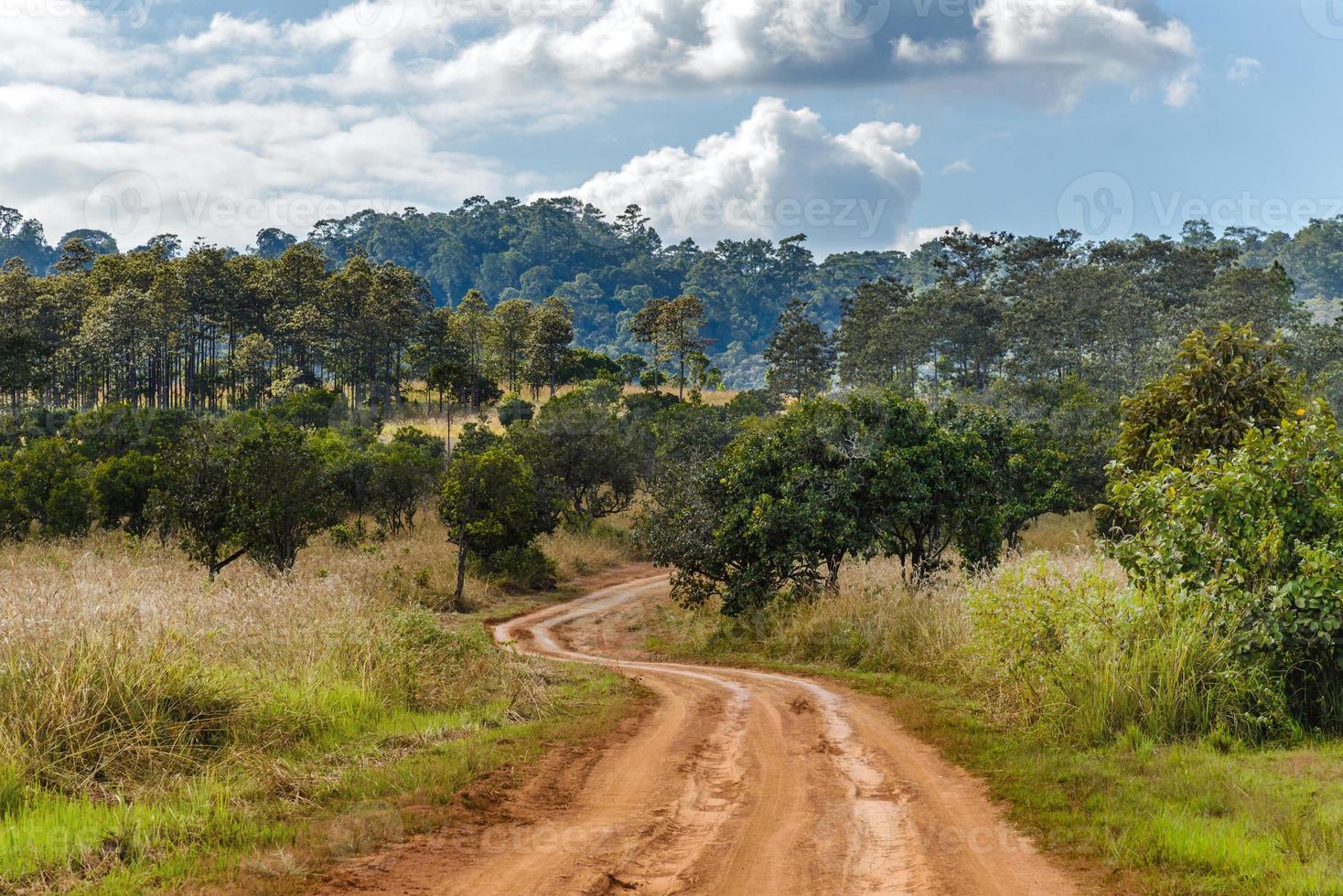 camino de tierra en el parque nacional thung salaeng luang, tailandia foto