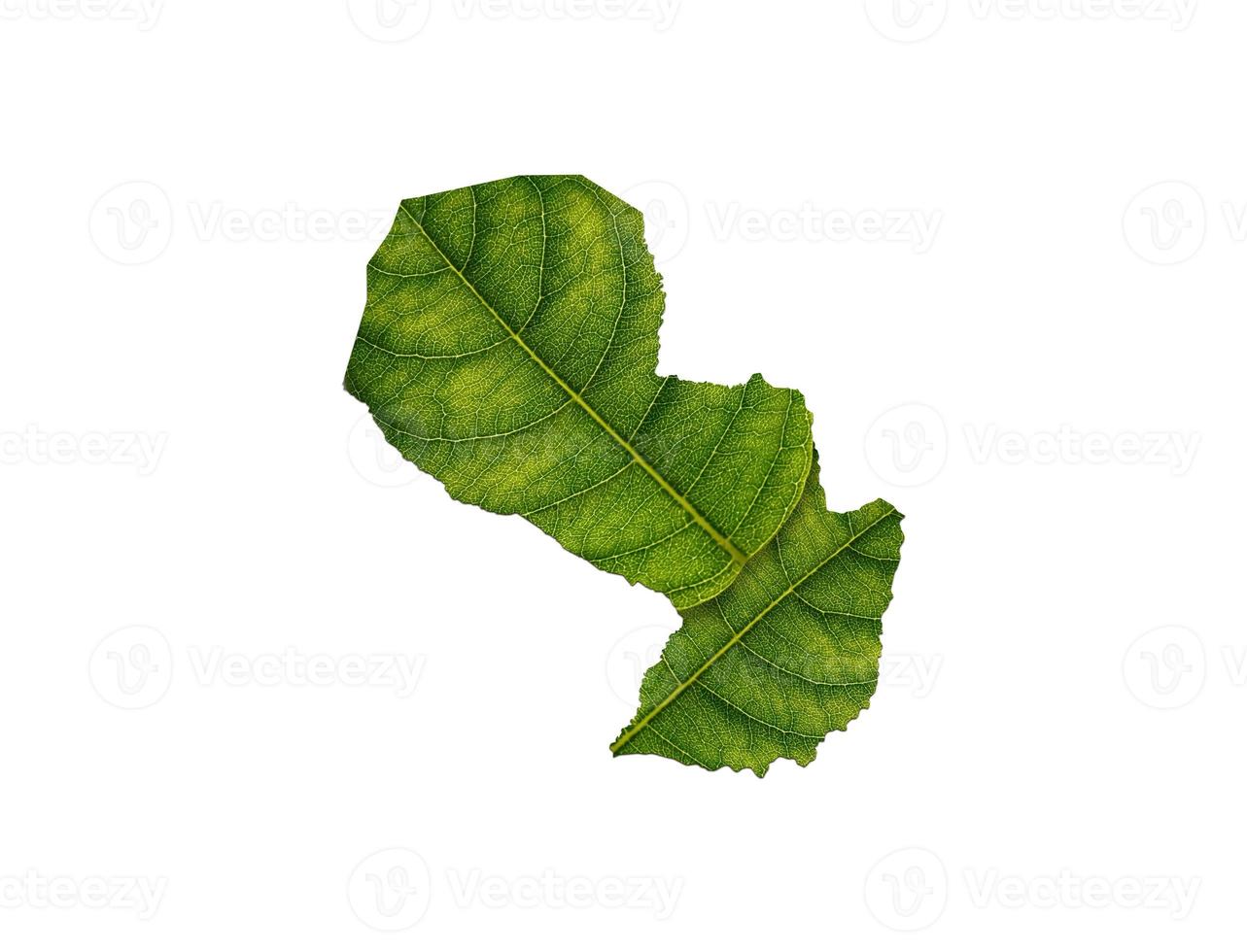 Paraguay map made of green leaves on soil background ecology concept photo