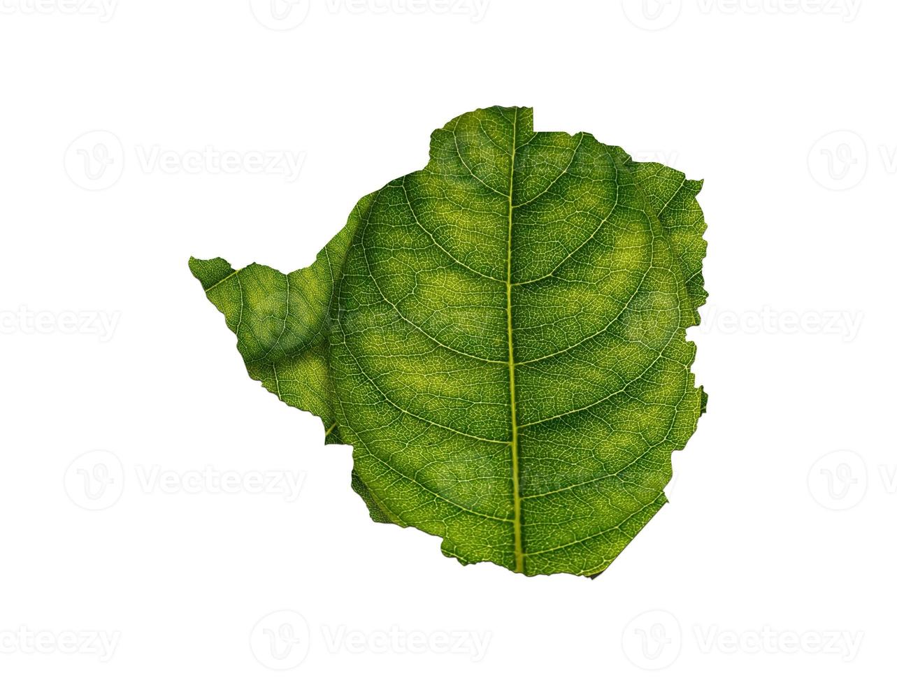 Zimbabwe map made of green leaves on white background ecology concept photo