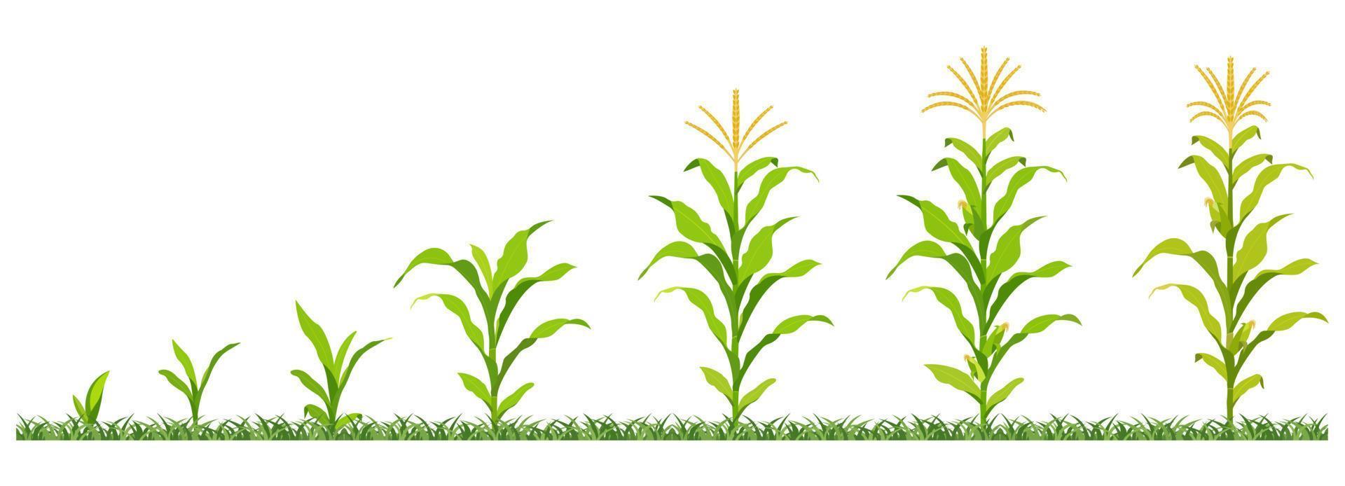 ilustración vectorial etapas de desarrollo del maíz en la agricultura. vector