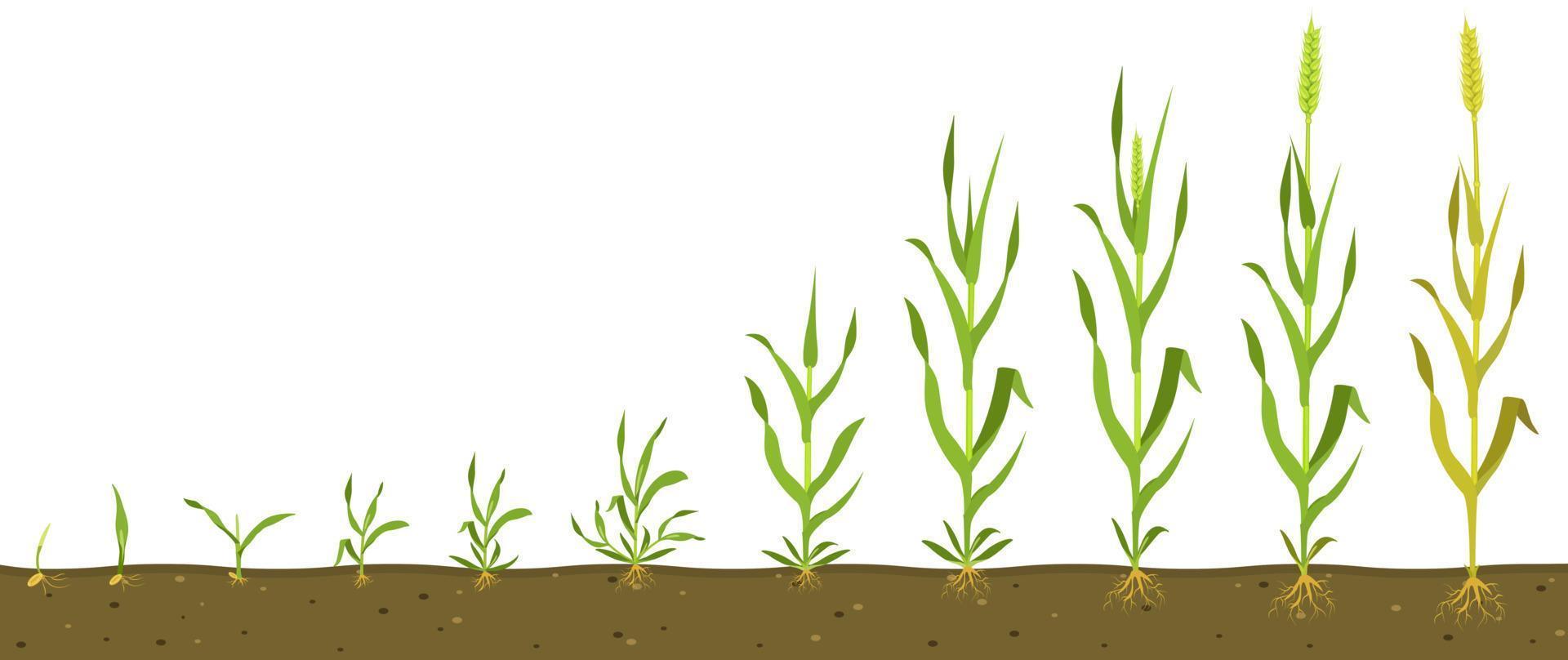 Stages of wheat growth in soil. Grain germination infographic. vector