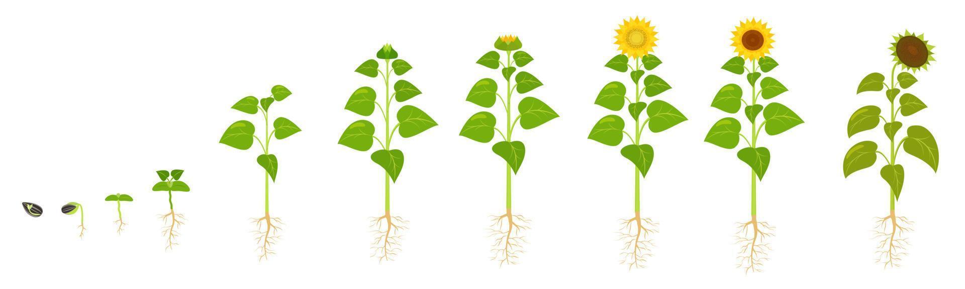 Ciclo de vida del crecimiento del girasol. germinación de semilla. la secuencia de etapas del desarrollo de las flores en la agricultura. vector