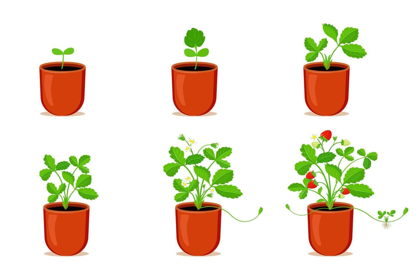 Growing strawberries in flower pot. Stages of germination process of strawberries at home vector