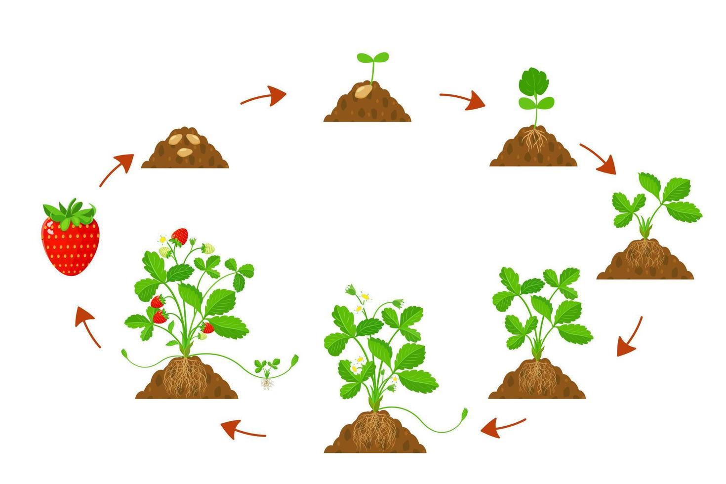 ciclo de crecimiento fresas en la agricultura. infografía del ciclo de desarrollo de las fresas. vector