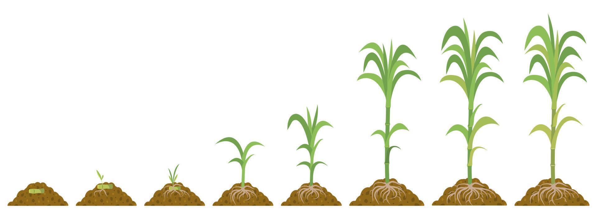 Cultivation sugarcane, stages growth. Phases maturation plants. vector