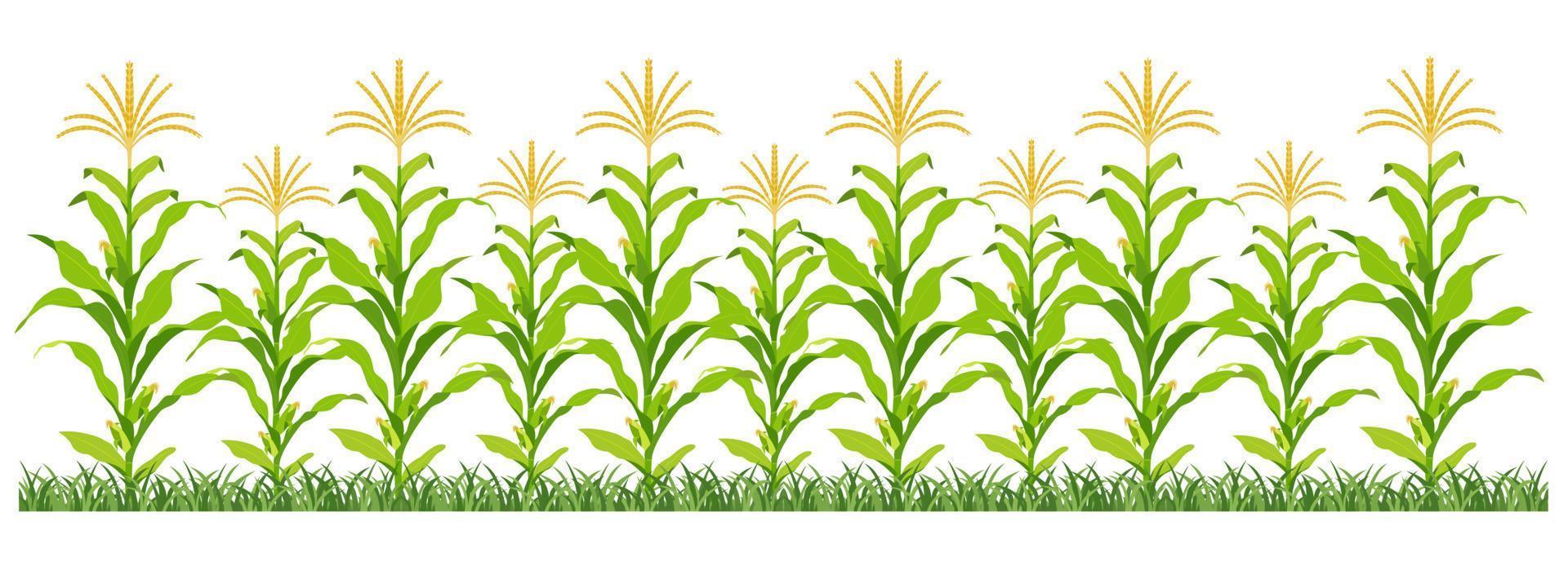 Corn plantation. Vector illustration of sweet corn sprouting in field.