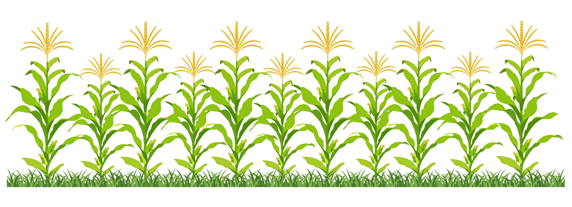 Corn plantation. Vector illustration of sweet corn sprouting in field.  8162587 Vector Art at Vecteezy