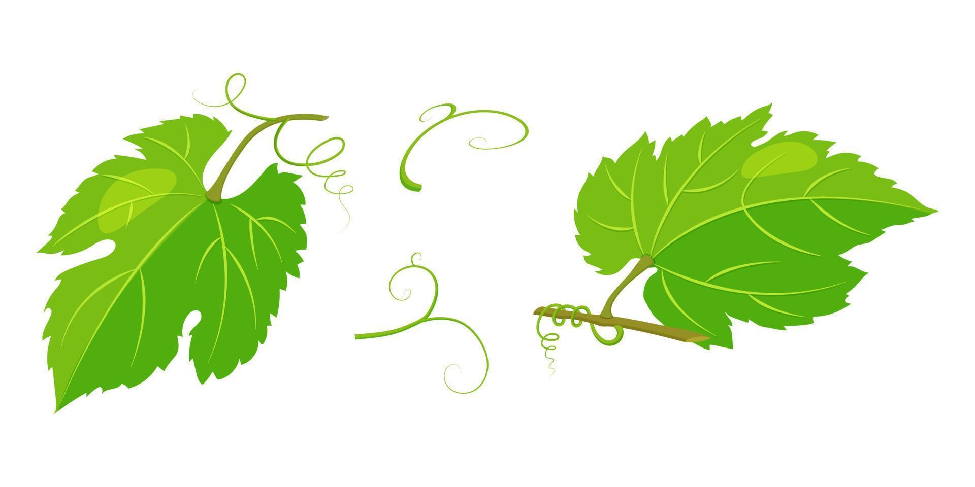 hojas verdes de uva aisladas en blanco. vid de ilustración vectorial. vector