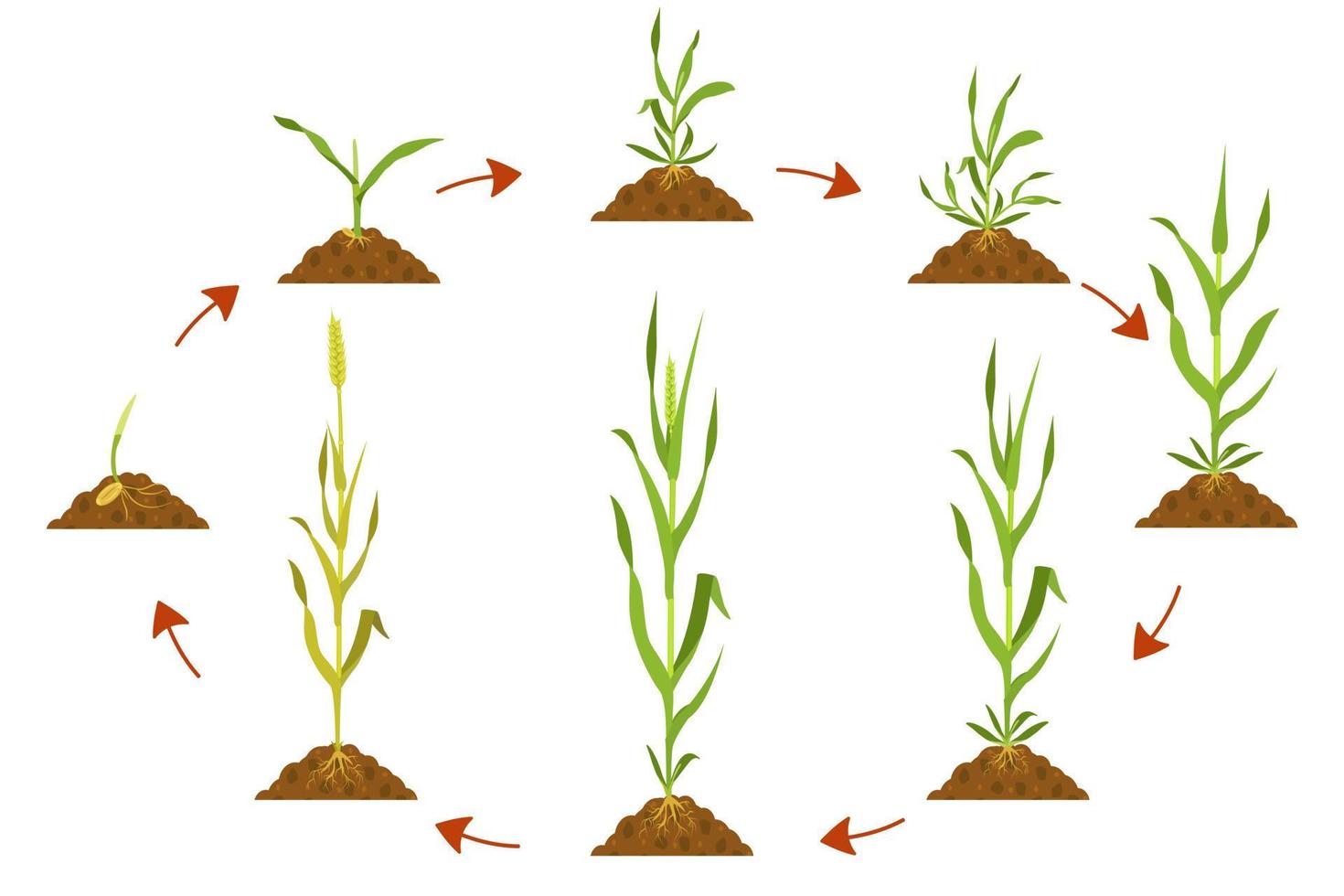 ciclo de crecimiento del trigo en la agricultura. infografía del ciclo de desarrollo del trigo. vector