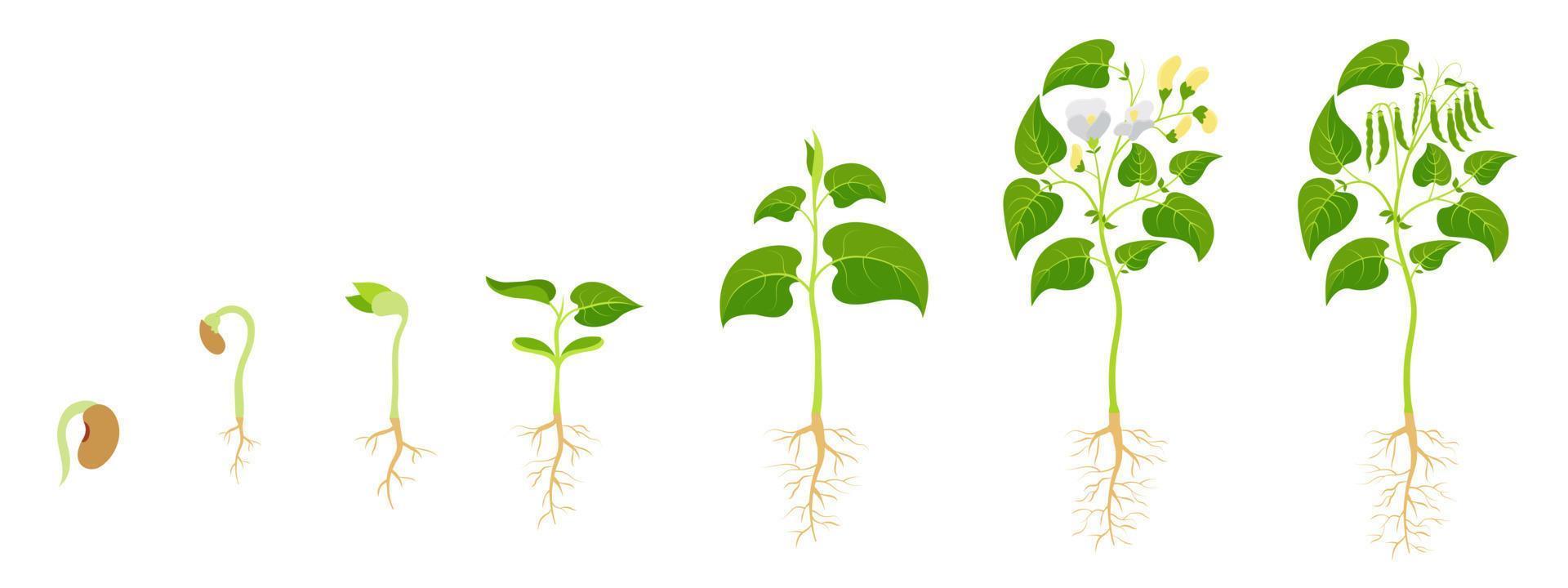 etapas de cultivo de judías verdes. leguminosas de desarrollo desde la germinación de la semilla hasta la maduración del fruto. vector