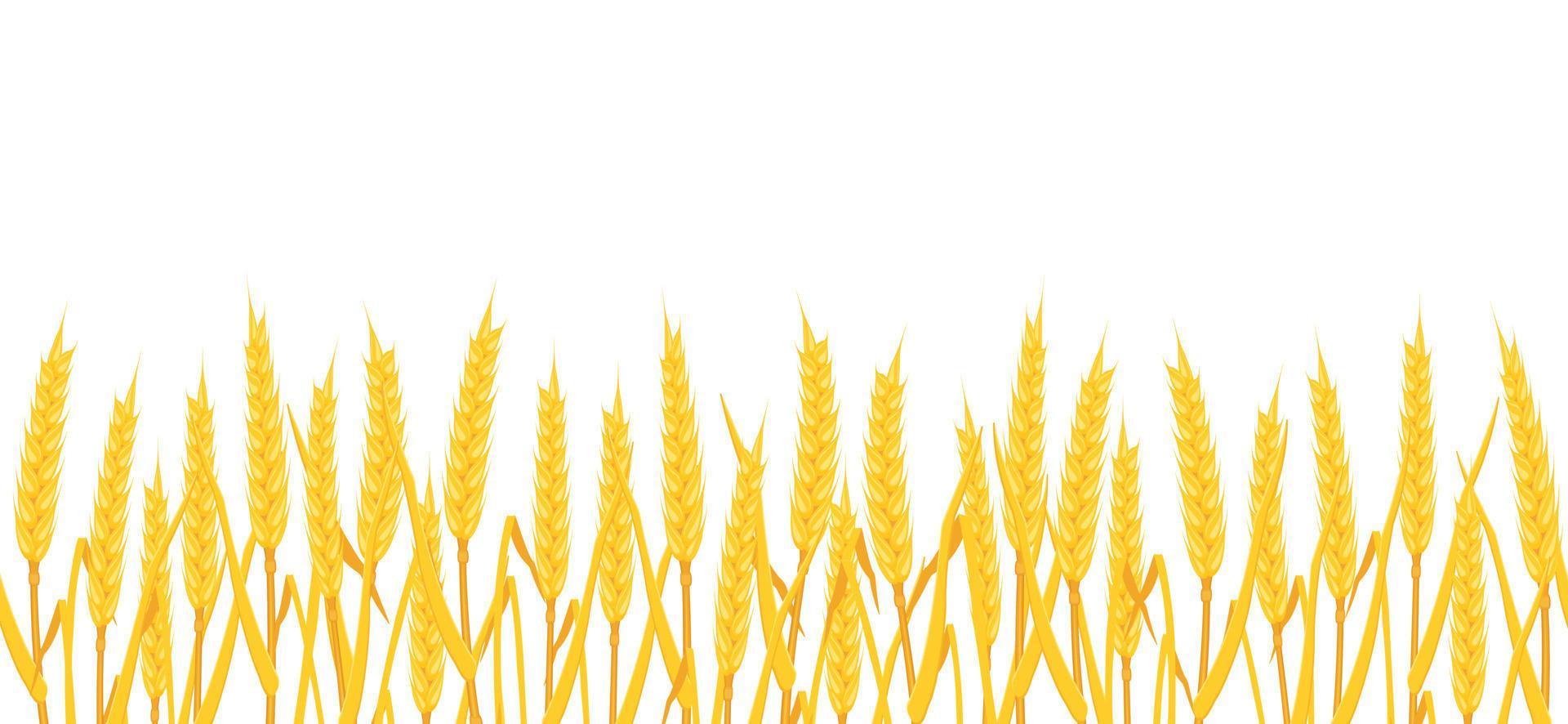 Wheat field background. Seamless border with yellow ears corn white. vector