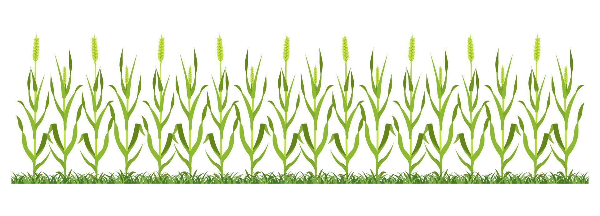 Wheat field background. Vector illustration of cereal plantation.