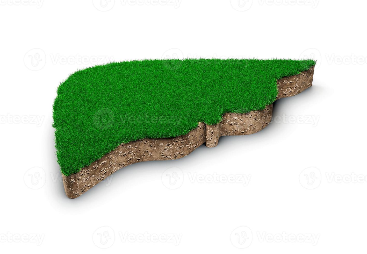 Liver shape made of green grass and Rock ground texture cross section with 3d illustration photo