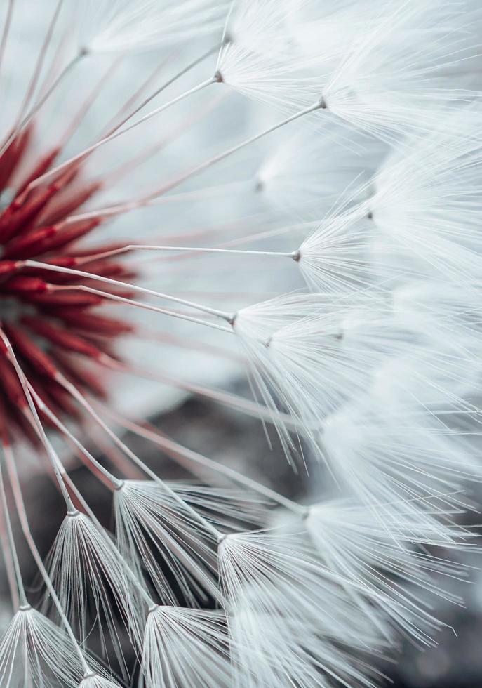 beautiful dandelion flower seed in springtime photo