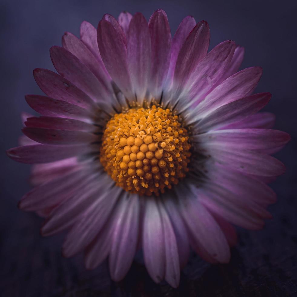 romantic daisy flower in spring season photo