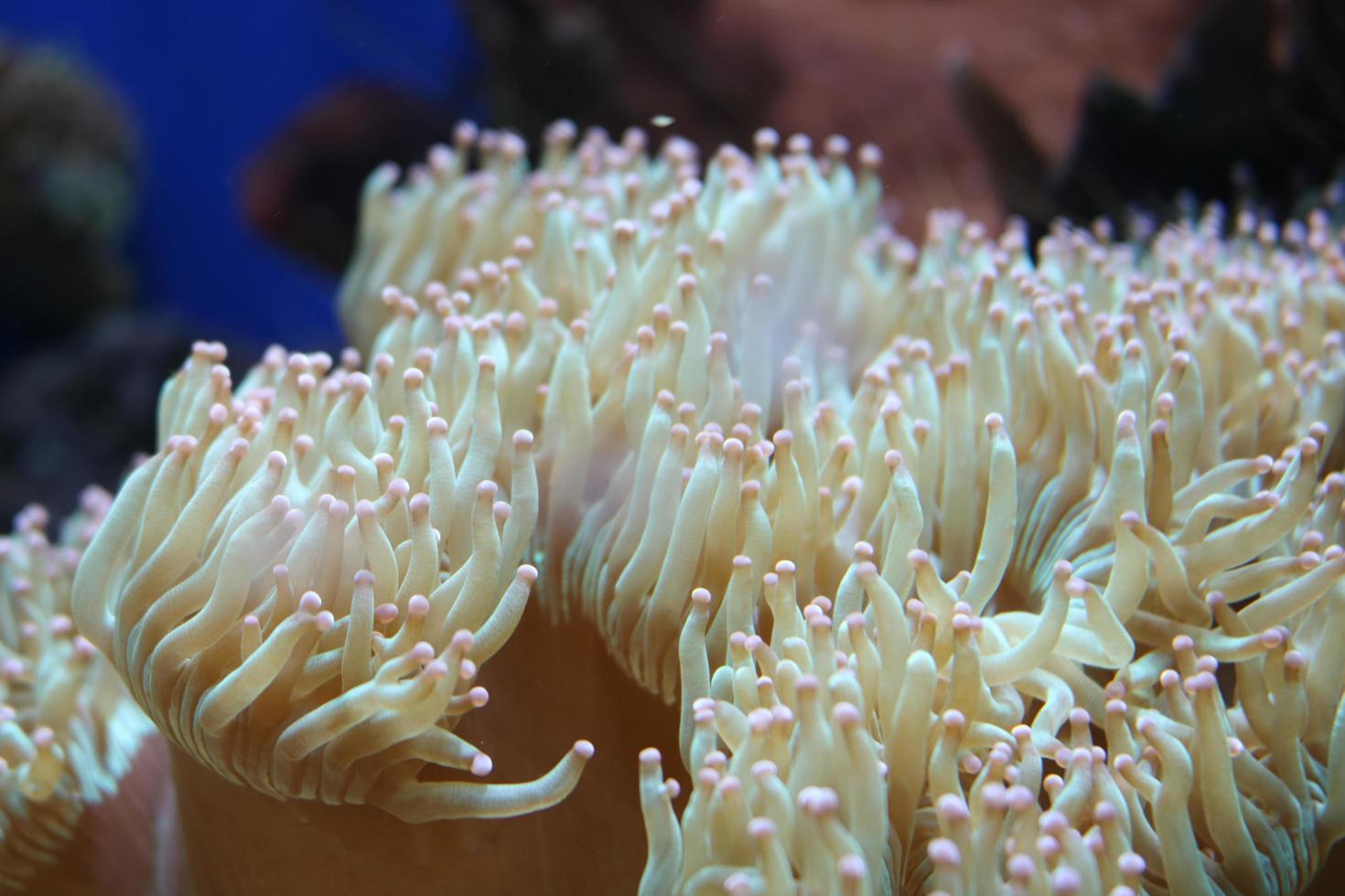 white sea anemones photo