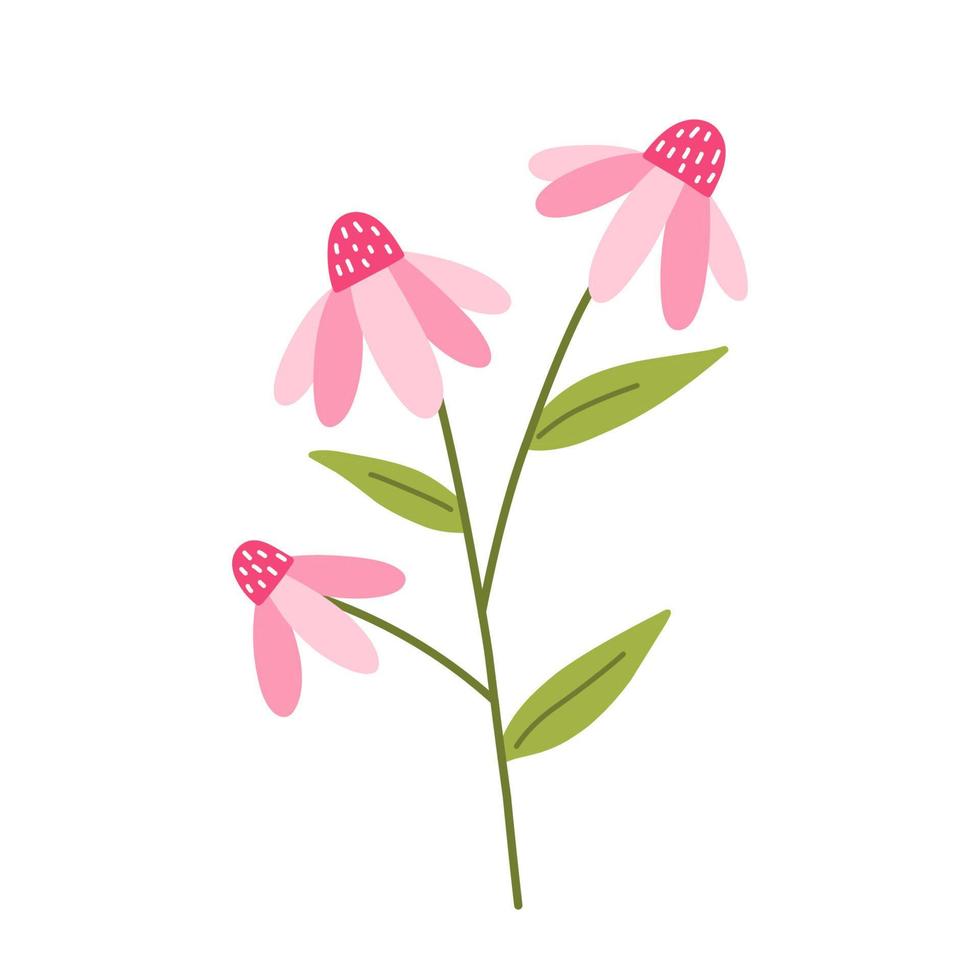 Cute pink echinacea with leaves isolated on white background. Vector illustration in hand-drawn flat style. Perfect for cards, logo, decorations, spring and summer designs. Botanical clipart.