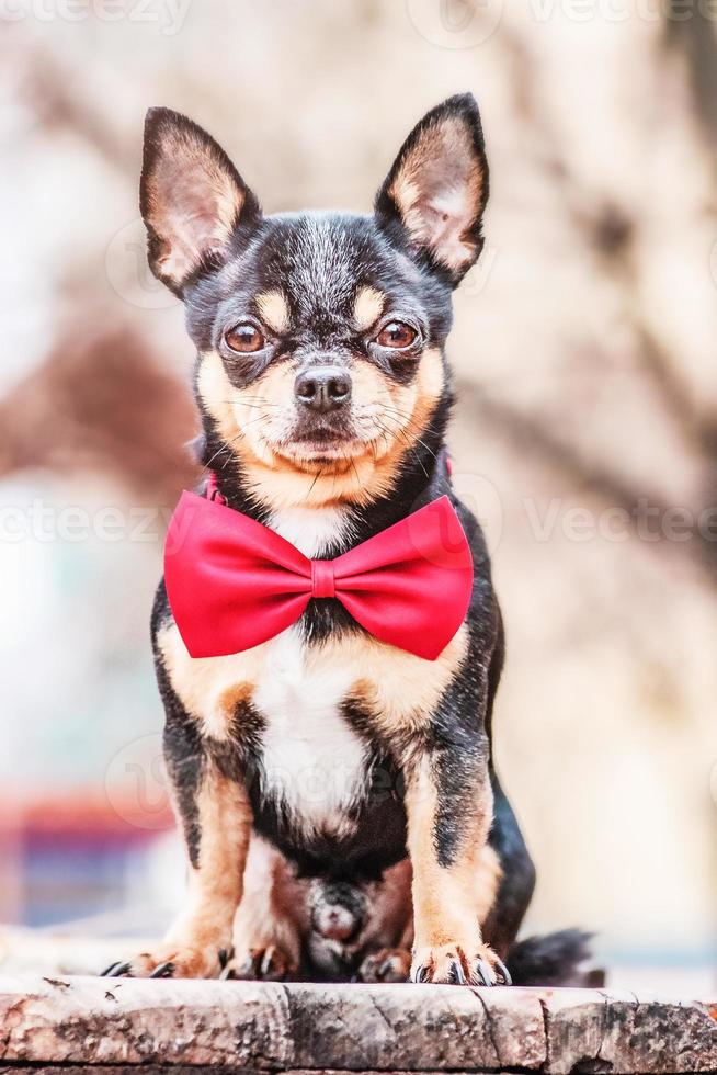 Chihuahua dog tricolor black white brown. Animal, pet. photo