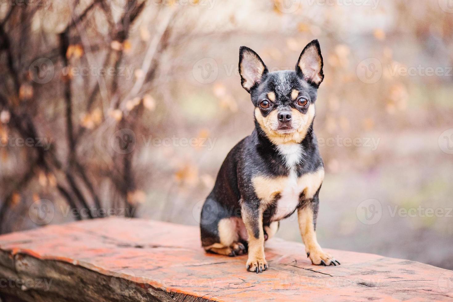 Chihuahua dog tricolor black white brown. Animal, pet. photo