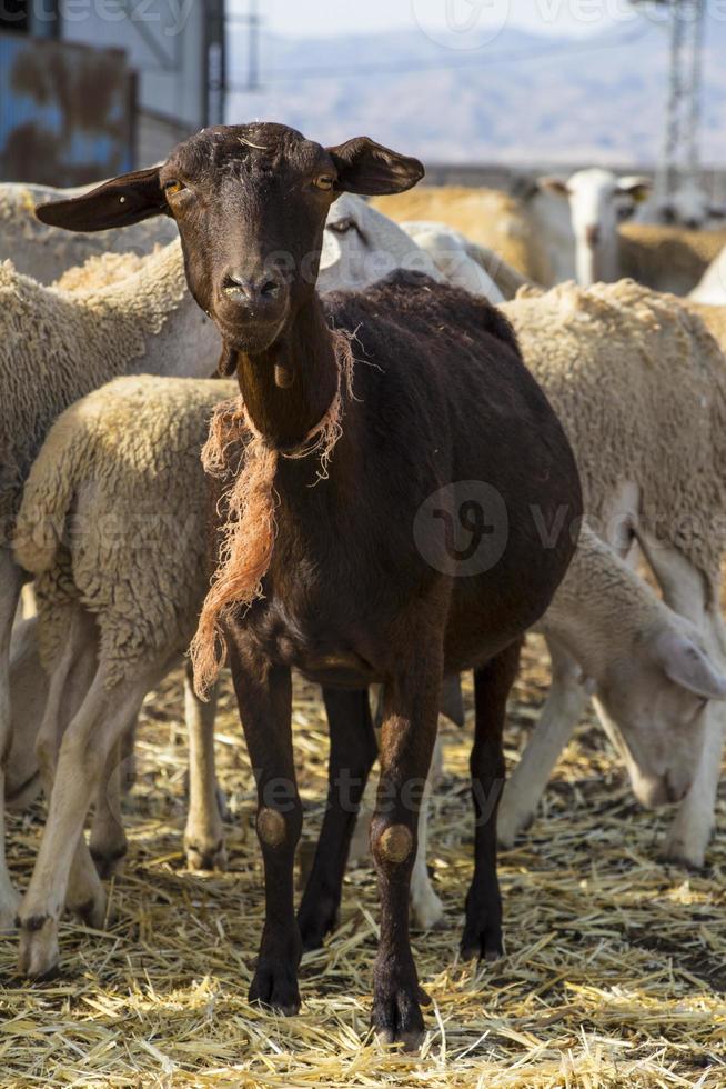 brown goat and sheeps, farm animal, domestic animal, herd on the farm photo