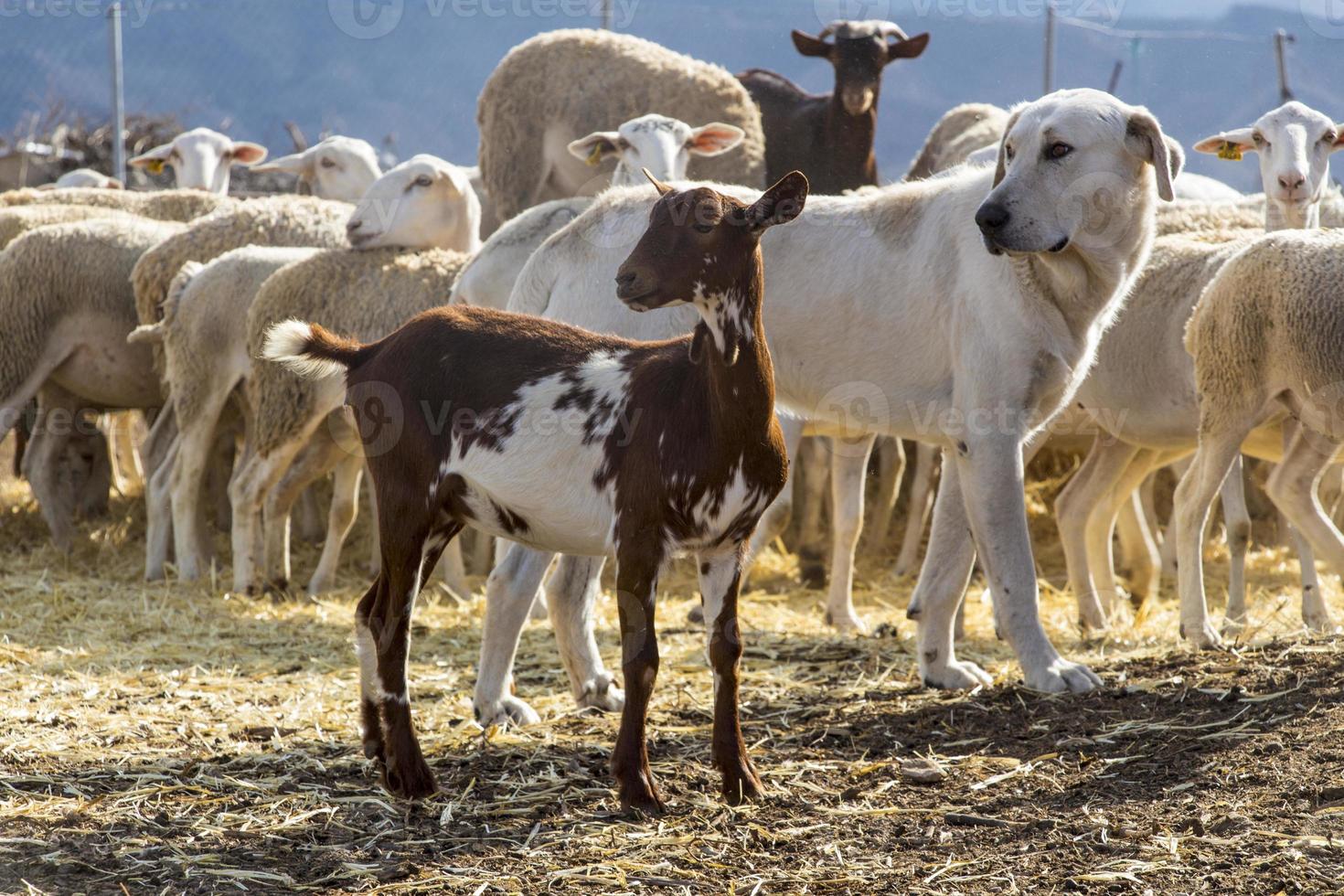 herd on the farm, goat, dog and sheep, animals farm photo