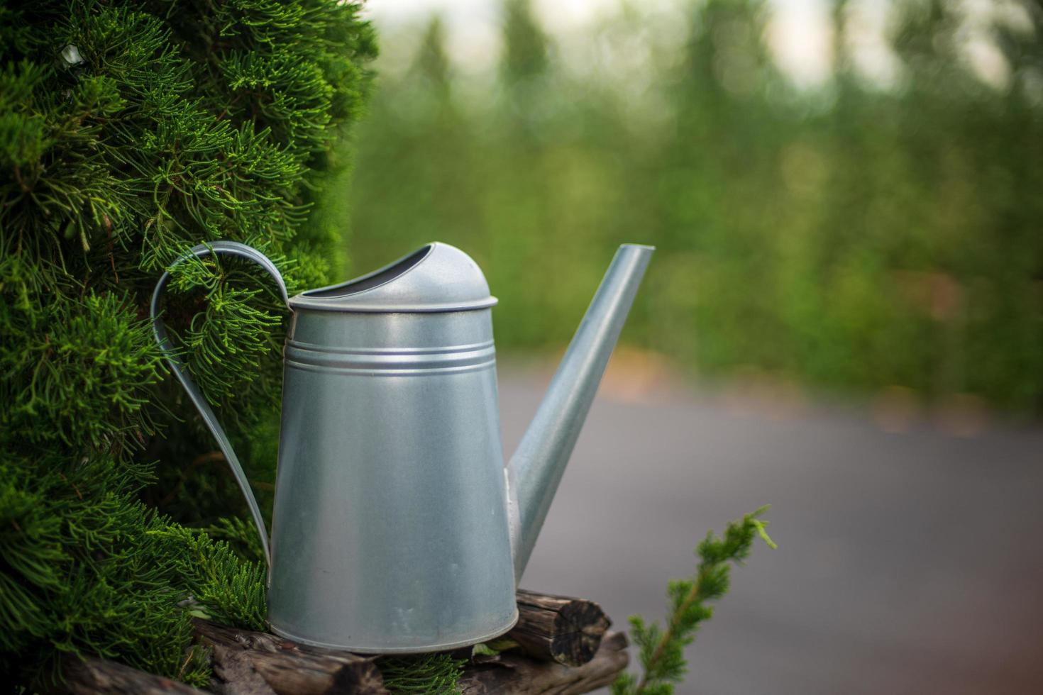 Metal watering can be Placed above the pine, in the garden, at evening time. soft focus.shallow focus effect. photo