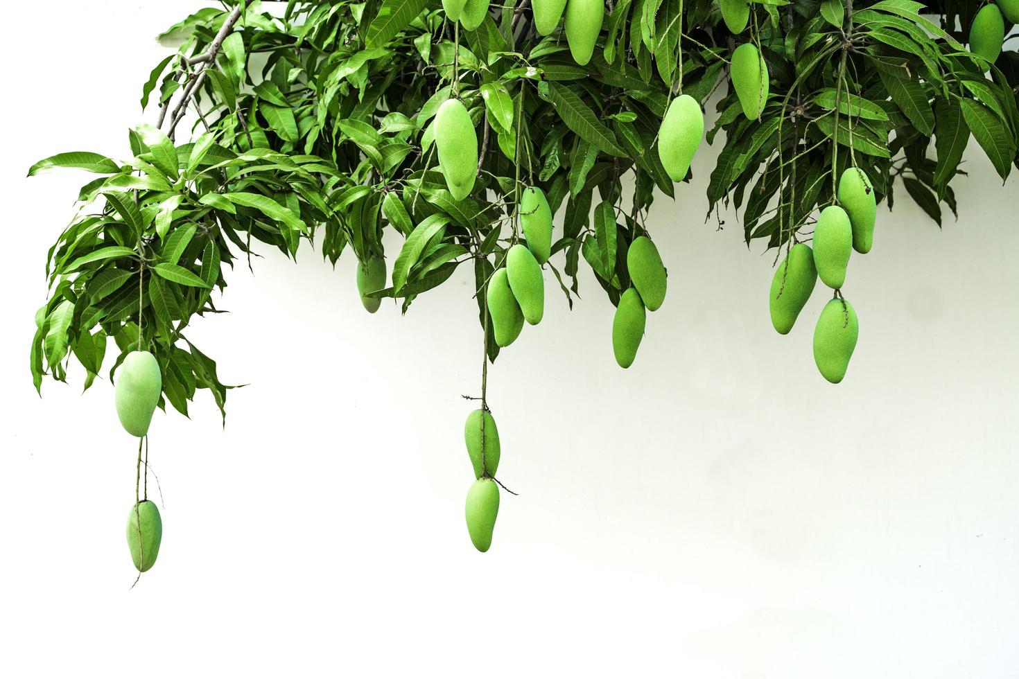 Bunch of green ripe mango on a tree in the garden. on a white background. photo