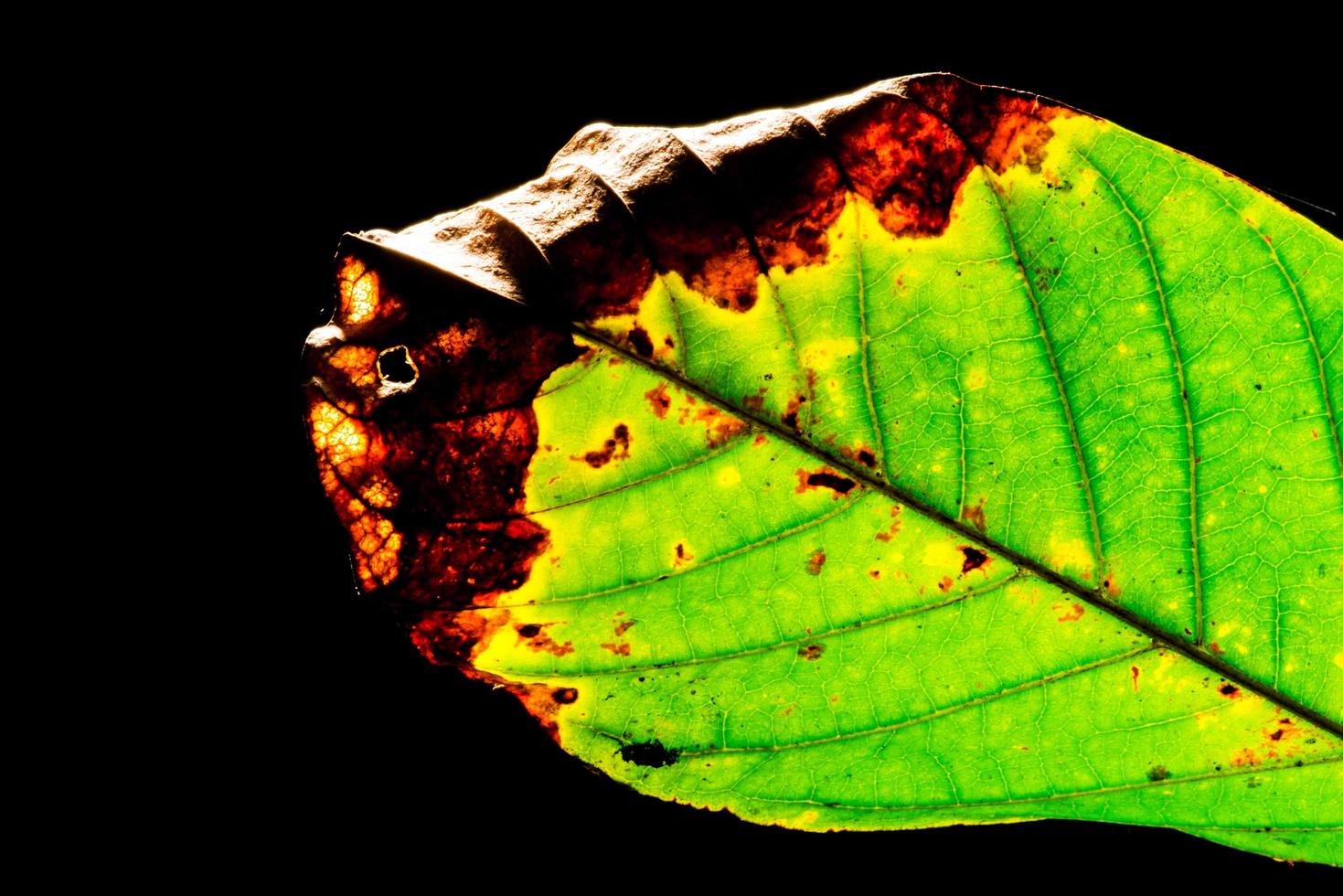 Green leaves are diseased leaves, Green leaves on a black background. soft focus. shallow focus effect. photo