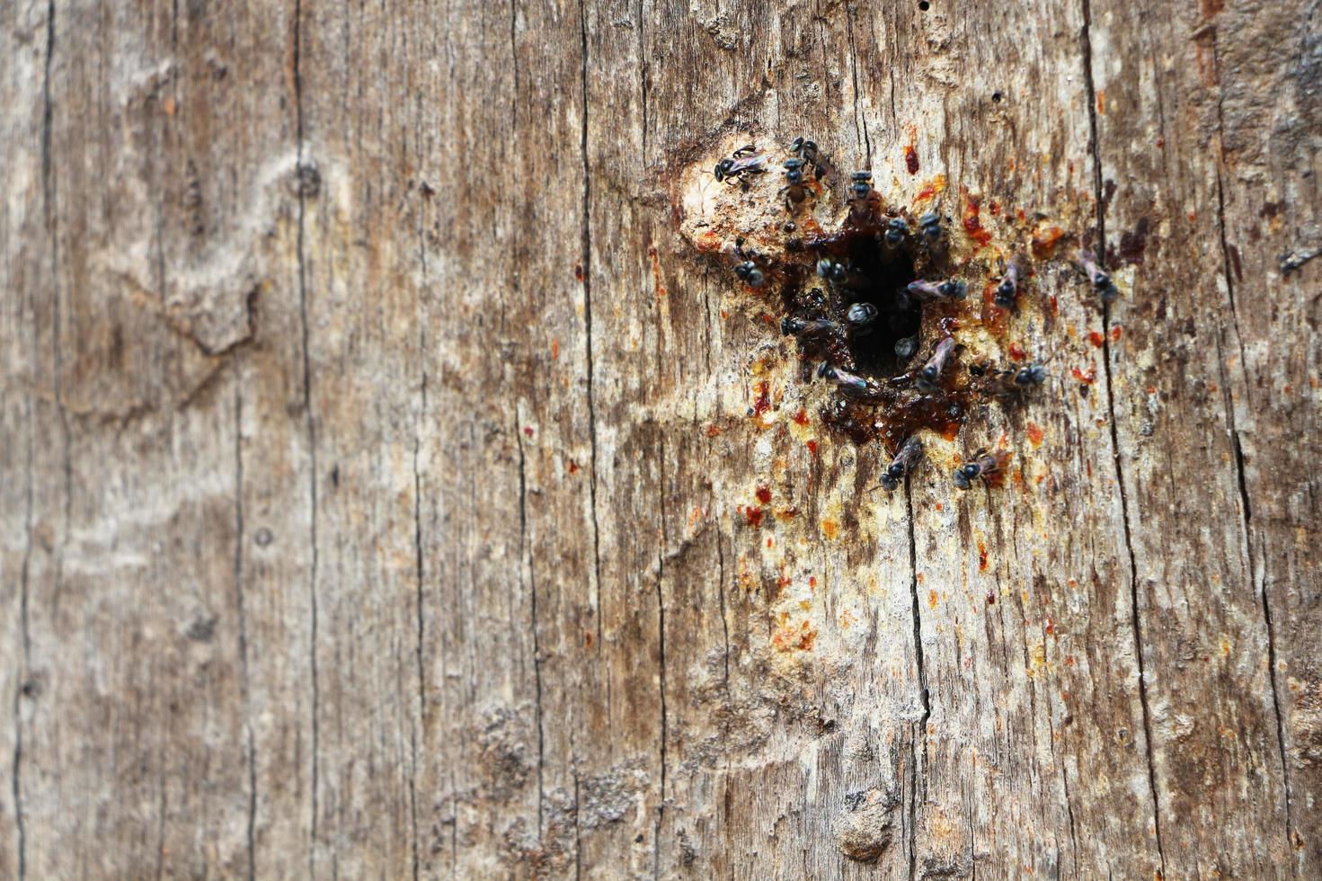 The stingless bees are building a nest in the hole of the dead tree. photo