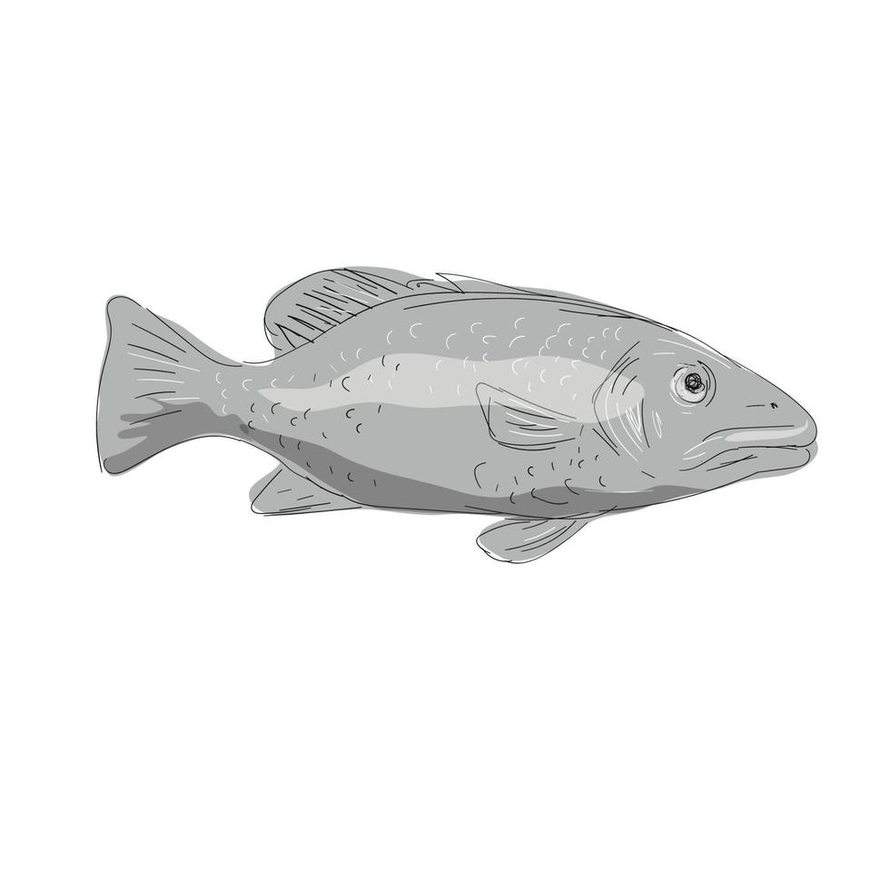 Schoolmaster Snapper Fish Drawing vector