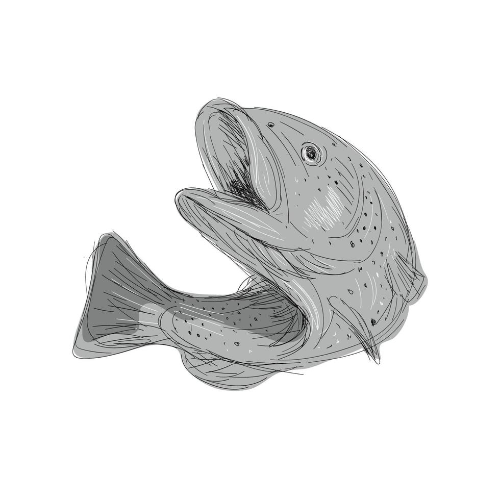 Cutthroat Trout Jumping Drawing vector