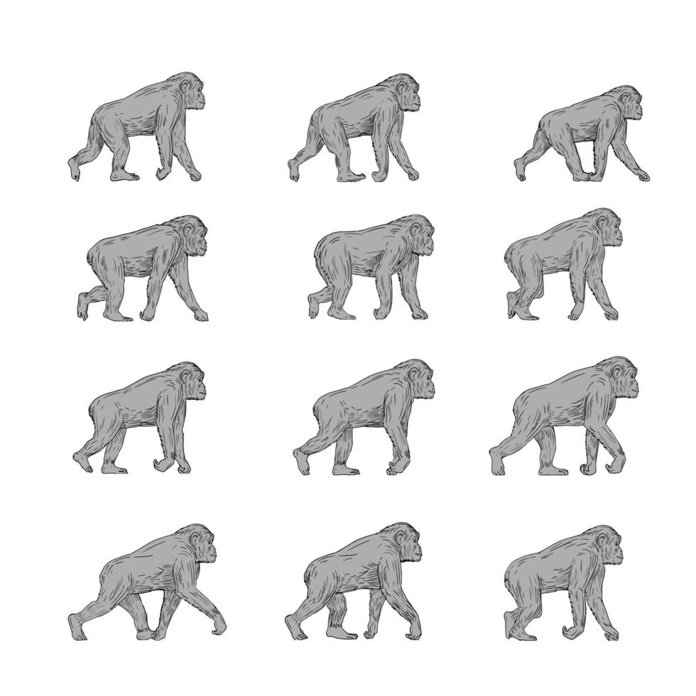 Chimpanzee Walking Cycle Collection Set vector