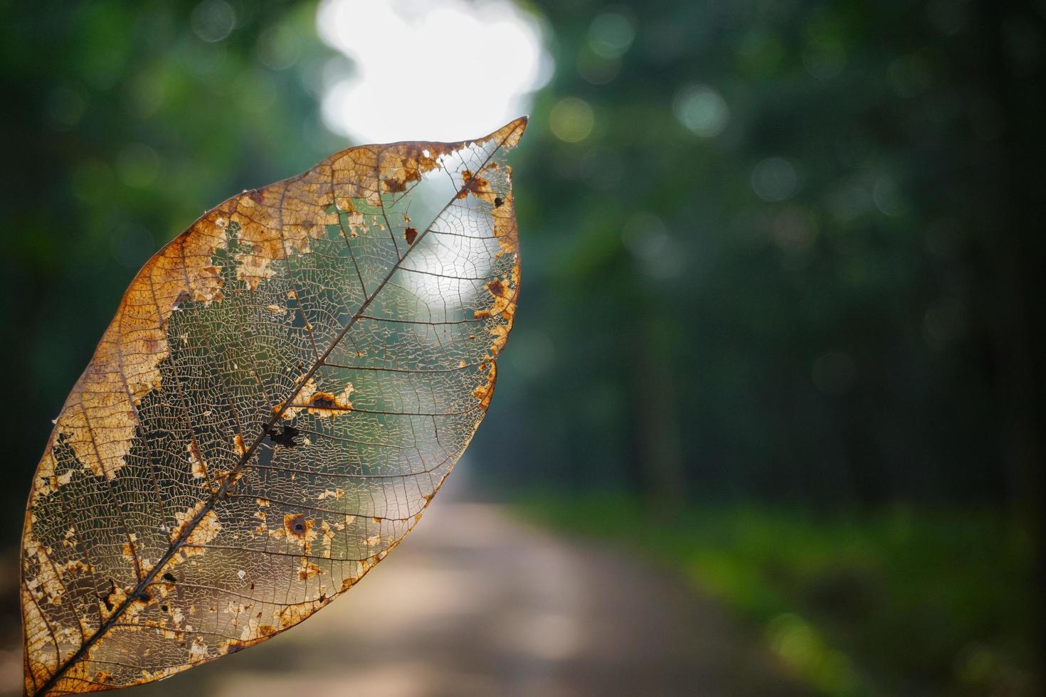 Dry leaf texture and nature background. Surface of brown leaves material, closeup with blurred scene Free Photo