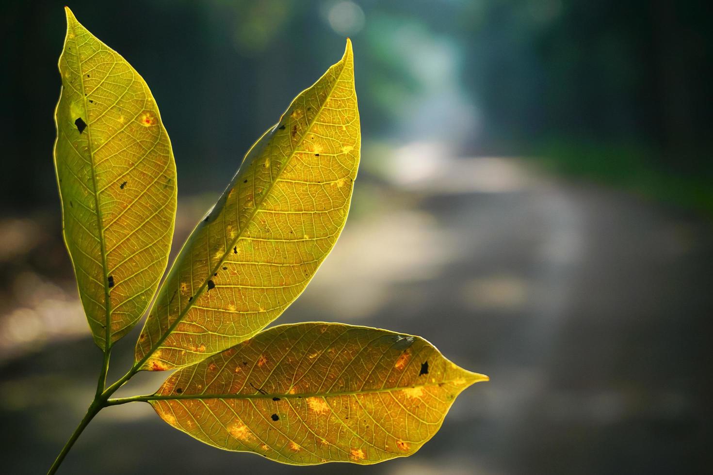 Dry leaf texture and nature background. Surface of brown leaves material, closeup with blurred scene Free Photo