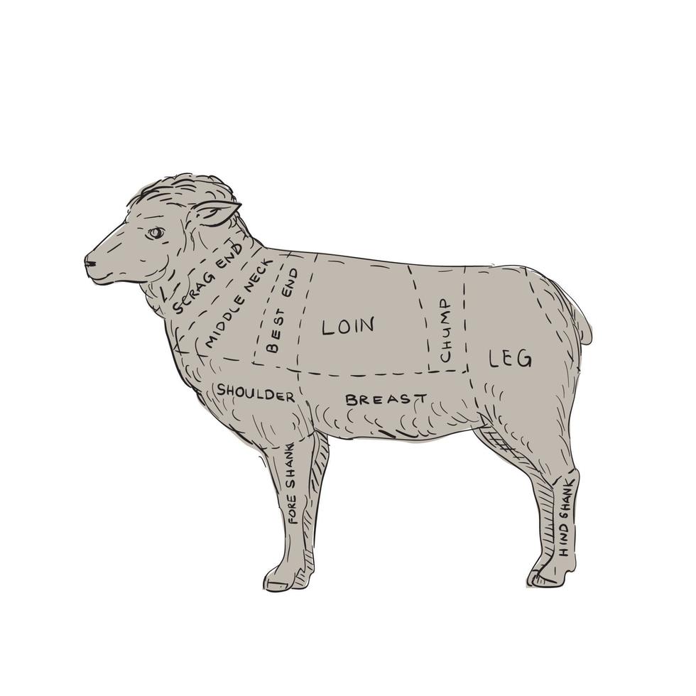 Vintage Lamb Meat Cut Map Drawing vector