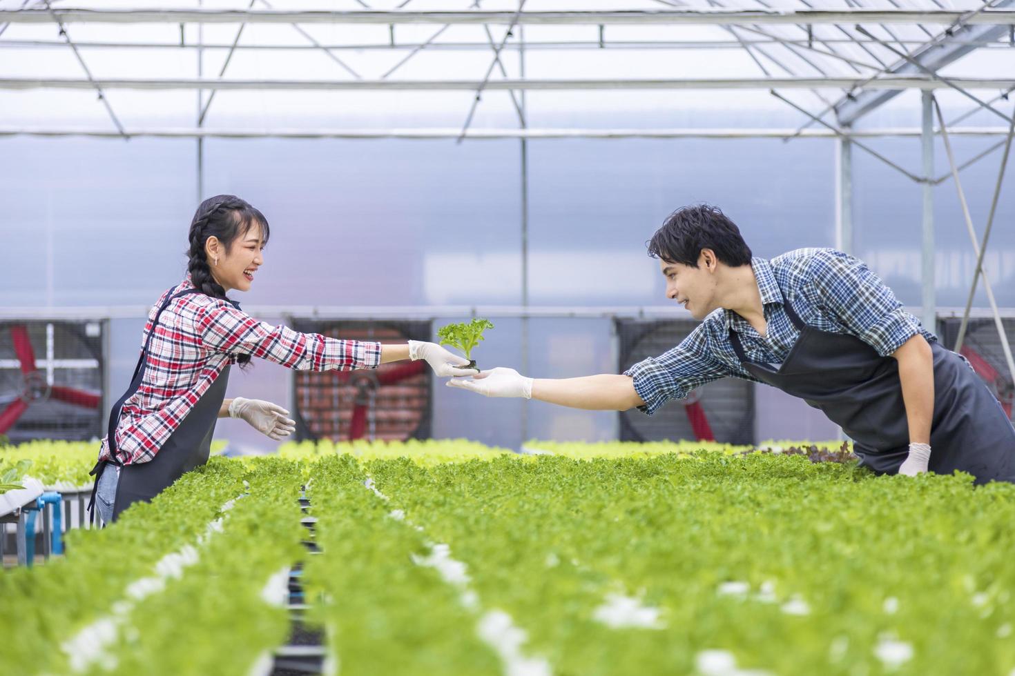 agricultores locales asiáticos que cultivan su propia ensalada de lechuga de roble verde en el invernadero utilizando un enfoque orgánico del sistema de agua hidropónico para el negocio familiar y eligiendo algunos para la venta foto