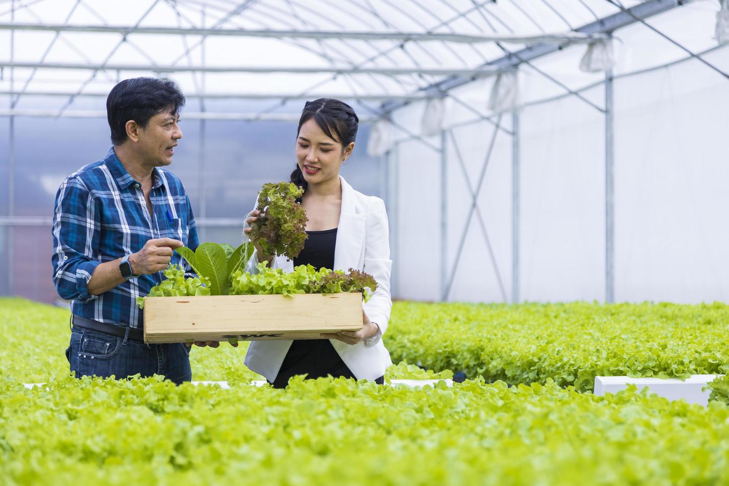 agricultores locales asiáticos que cultivan su propia ensalada de lechuga de roble verde en el invernadero y la venden con su joven socio comercial para el concepto de productos orgánicos locales foto