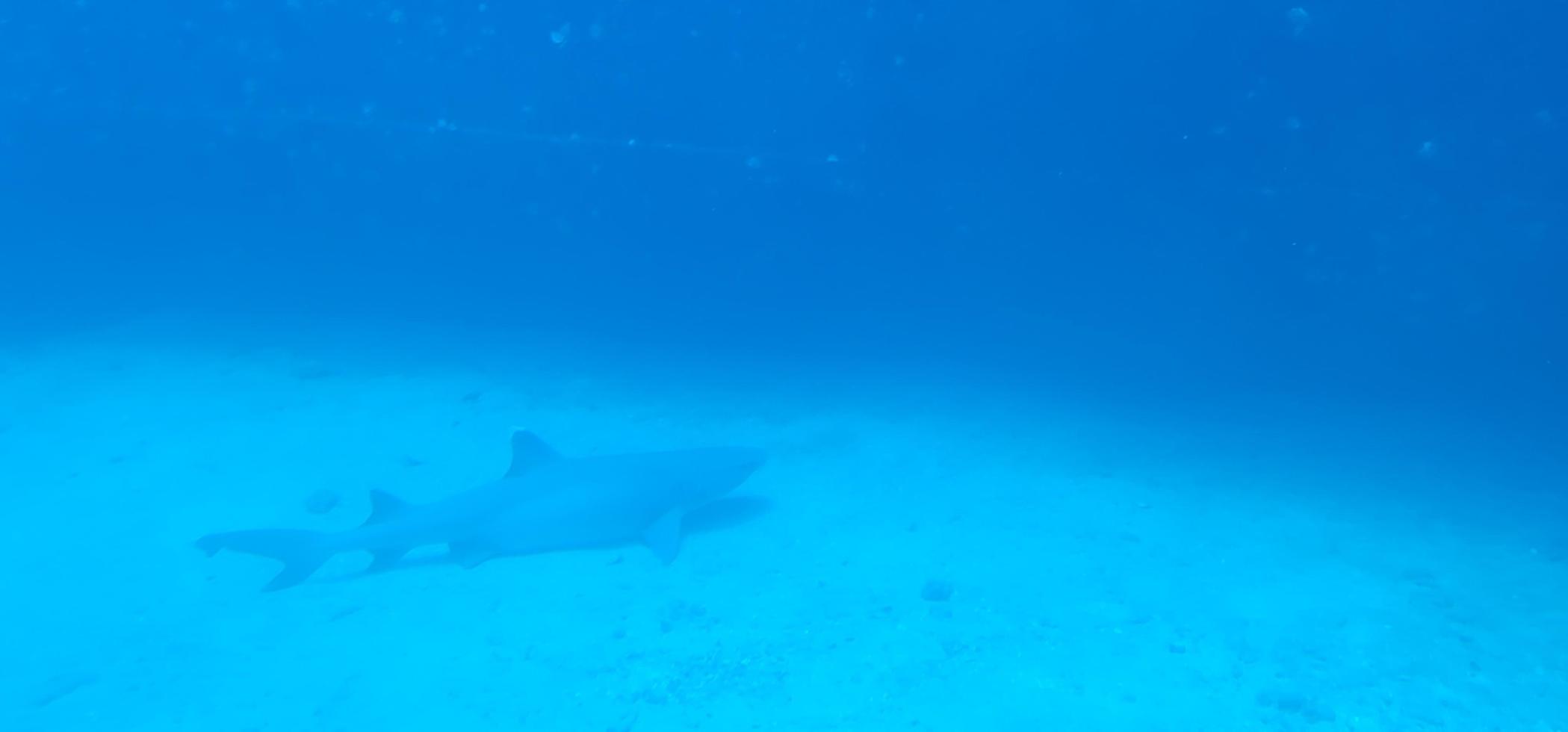 Shark off coast of Maui Hawaii on ocean floor photo