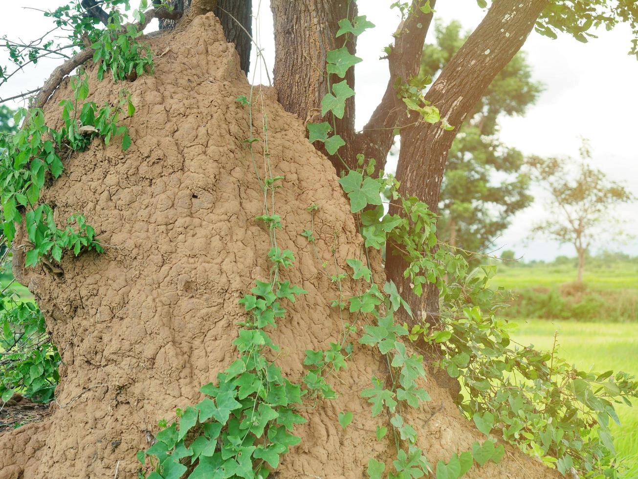 A large termite mound near a large tree. photo