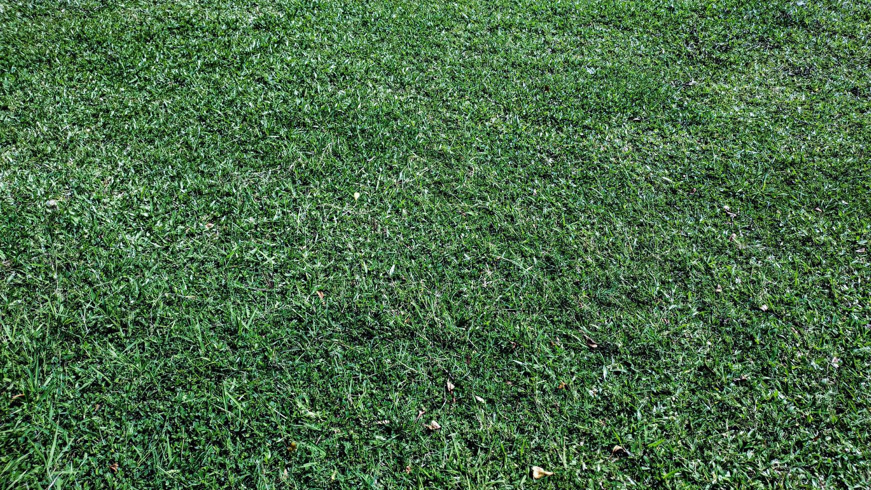 Top View of green leaves background. Green leaf background. Green artificial grass texture and background. Green backdrop and wallpaper. Copy space for your text. photo
