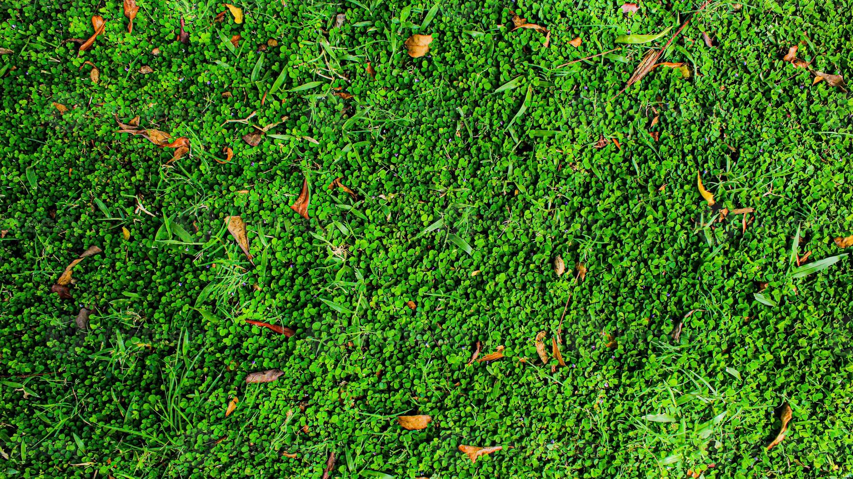 Top view of green leaves background with a few dried leaves that fall. Green leaf background. Green artificial grass texture and background. Green backdrop and wallpaper. Copy space for your text. photo